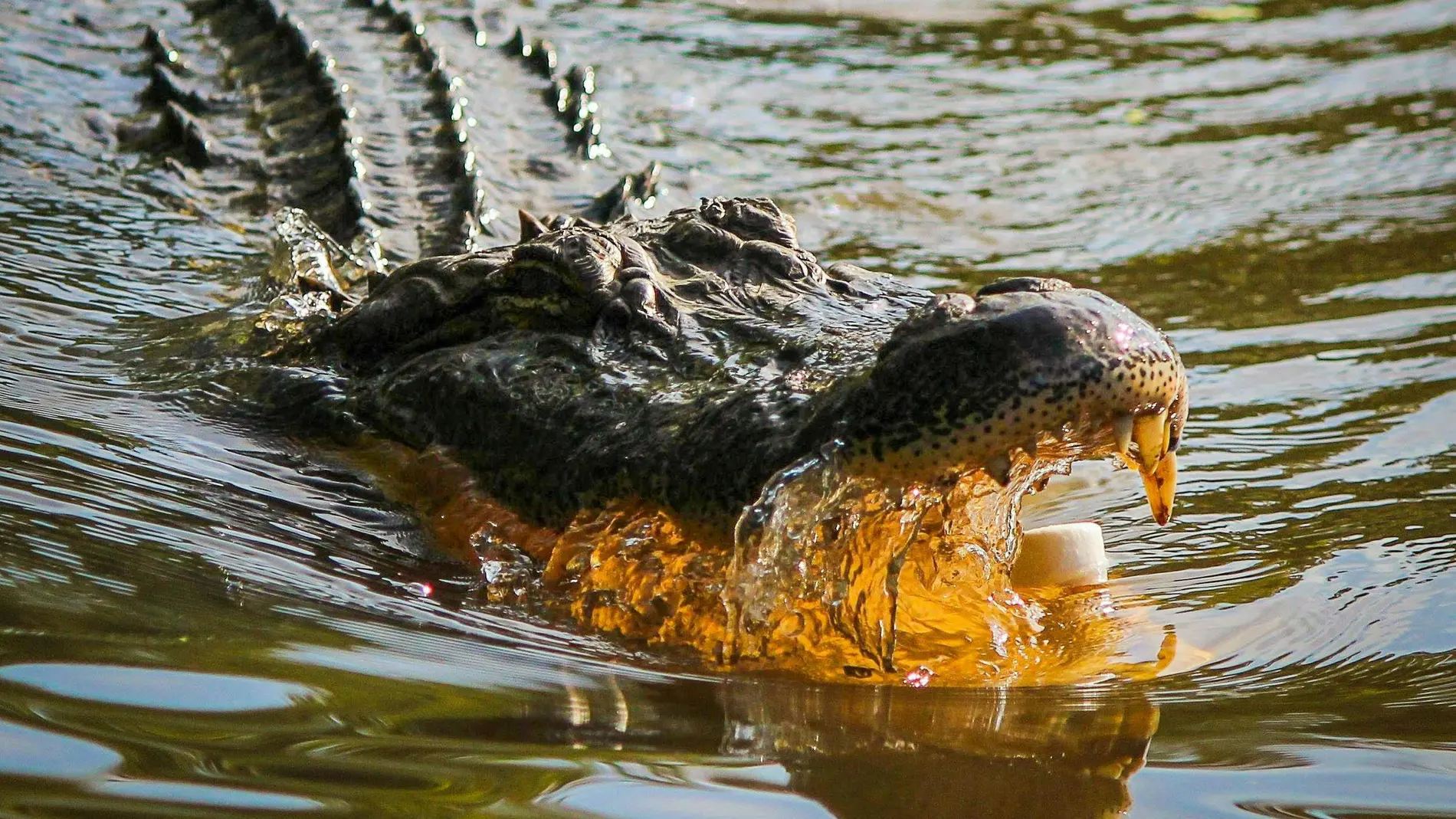Imagen de archivo de un cocodrilo. Imagen de archivo de un cocodrilo.