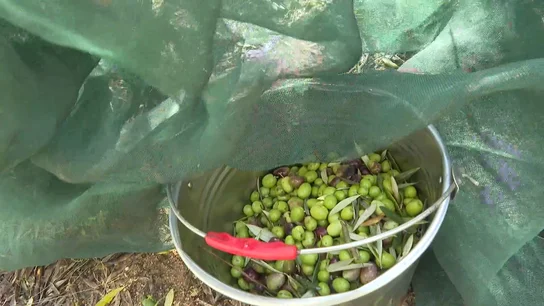 Las lluvias hacen bajar el precio del aceite Las lluvias hacen bajar el precio del aceite