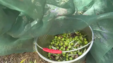 Las lluvias hacen bajar el precio del aceite Las lluvias hacen bajar el precio del aceite