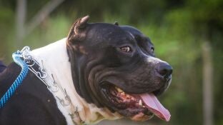 Un ni&ntilde;o de 4 a&ntilde;os sufre un ataque de un perro potencialmente peligroso a la entrada de un colegio en Murcia