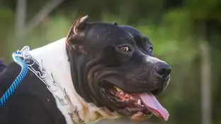 Un niño de 4 años sufre un ataque de un perro potencialmente peligroso a la entrada de un colegio en Murcia Un niño de 4 años sufre un ataque de un perro potencialmente peligroso a la entrada de un colegio en Murcia