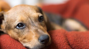 Imagen de archivo de un perro triste