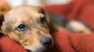 Imagen de archivo de un perro triste Imagen de archivo de un perro triste