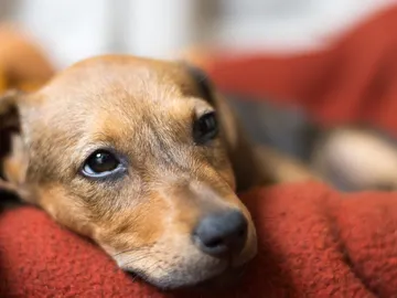 Imagen de archivo de un perro triste Imagen de archivo de un perro triste