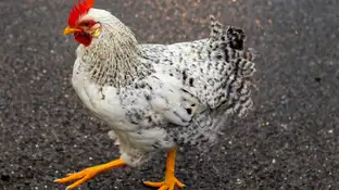 Imagen de archivo de una gallina Imagen de archivo de una gallina
