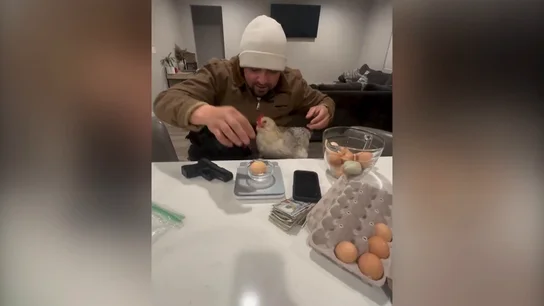 Imagen de las parodias estadounidenses ante la escasez de huevos. Imagen de las parodias estadounidenses ante la escasez de huevos.