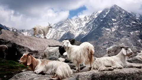 Cabras de cashmere Cabras de cashmere