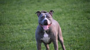Imagen de un perro de raza peligrosa