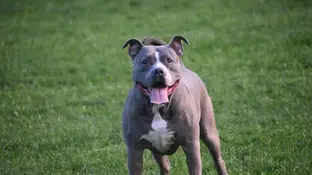 Imagen de un perro de raza peligrosa Imagen de un perro de raza peligrosa