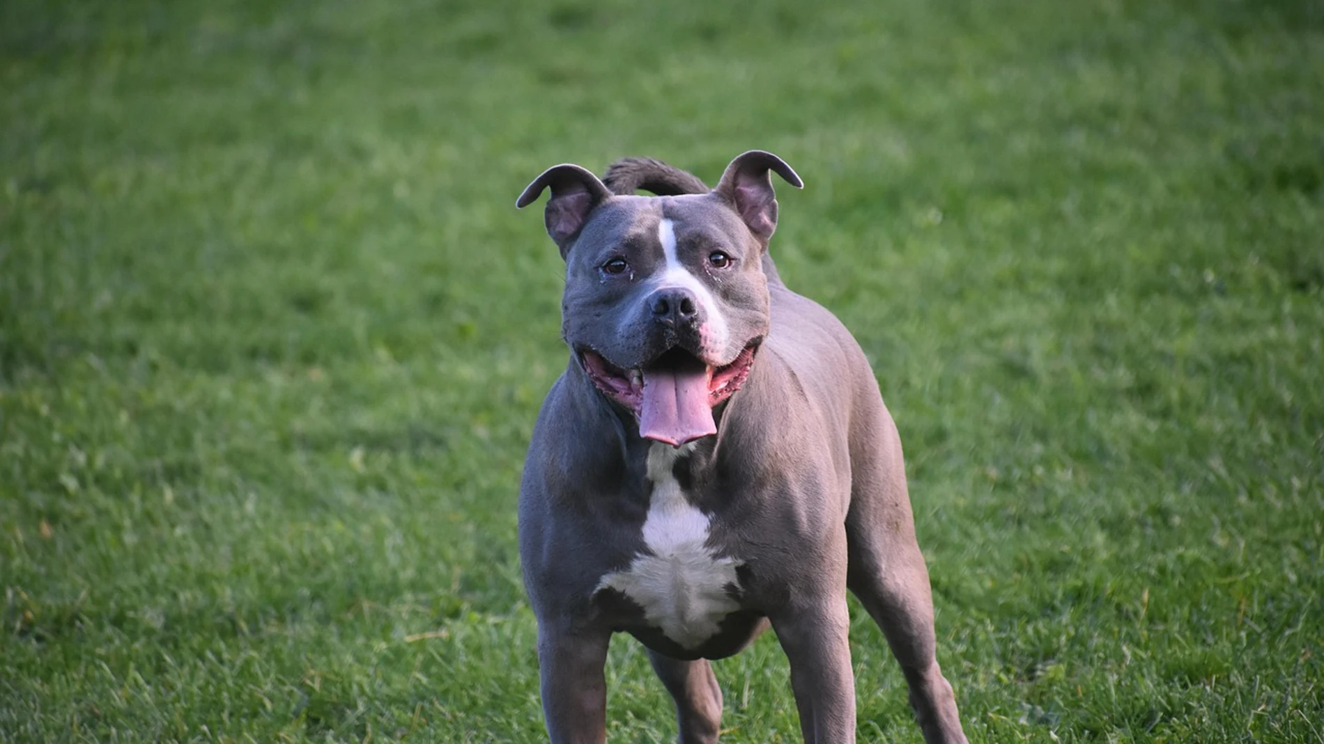 Imagen de un perro de raza peligrosa Imagen de un perro de raza peligrosa