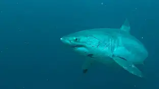 Fabian Clinton se tropieza con un gran tiburón blanco Fabian Clinton se tropieza con un gran tiburón blanco