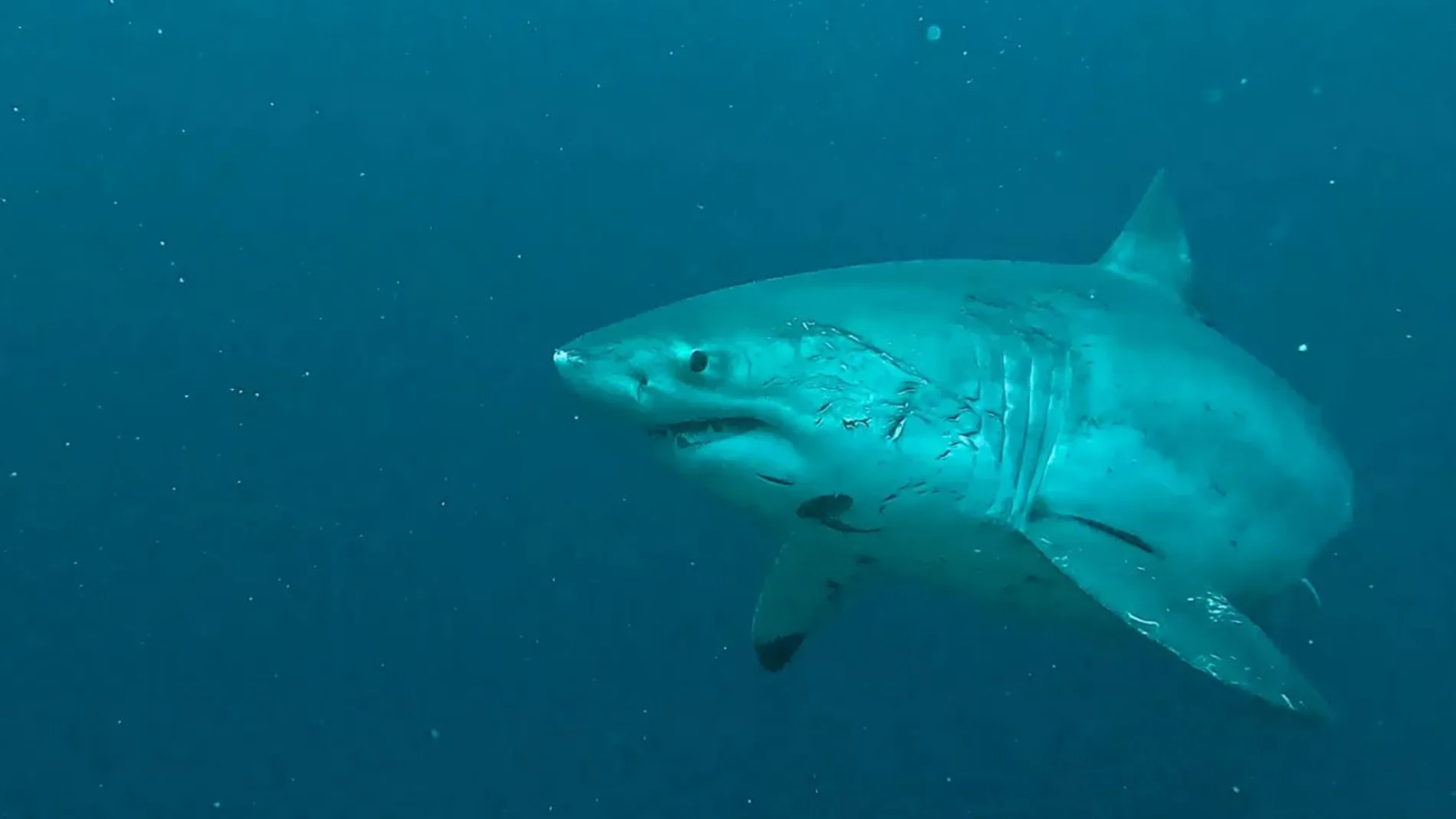 Fabian Clinton se tropieza con un gran tiburón blanco Fabian Clinton se tropieza con un gran tiburón blanco