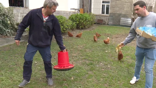 ROBO GALLINAS LA RIOJA ROBO GALLINAS LA RIOJA