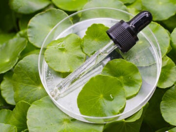 Centella asi&aacute;tica