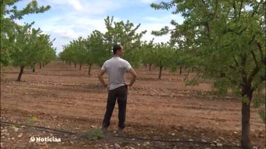 Los agricultores riojanos calculan que se ha perdido m&aacute;s del 50% de la cosecha de almendra por la lluvia