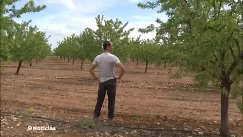Los agricultores riojanos calculan que se ha perdido más del 50% de la cosecha de almendra por la lluvia Los agricultores riojanos calculan que se ha perdido más del 50% de la cosecha de almendra por la lluvia