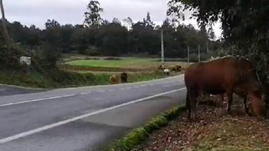 "Cualquier d&iacute;a pasar&aacute; una desgracia", denuncian al due&ntilde;o de un reba&ntilde;o de vacas que invade fincas y carreteras