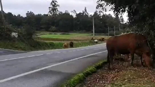 Vacas por la carretera "Cualquier día pasará una desgracia", denuncian al dueño de un rebaño de vacas que invade fincas y carreteras