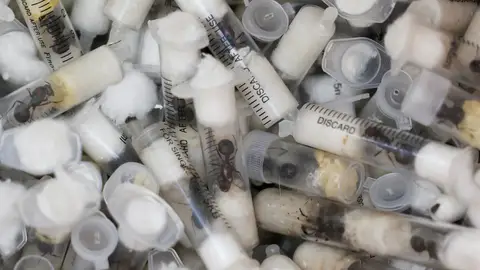 Hormigas de contrabando incautadas en Kenia Hormigas de contrabando incautadas en Kenia
