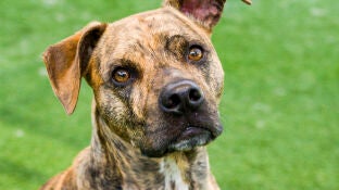 Imagen de archivo de un pitbull.