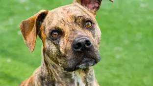 Imagen de archivo de un pitbull. Imagen de archivo de un pitbull.