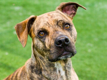 Imagen de archivo de un pitbull.