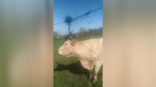 VACA CABLE