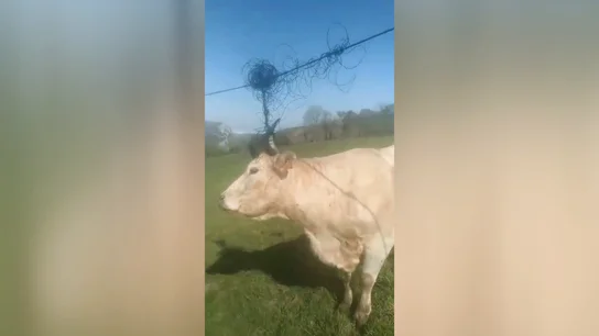 VACA CABLE VACA CABLE