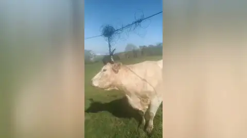 VACA CABLE VACA CABLE