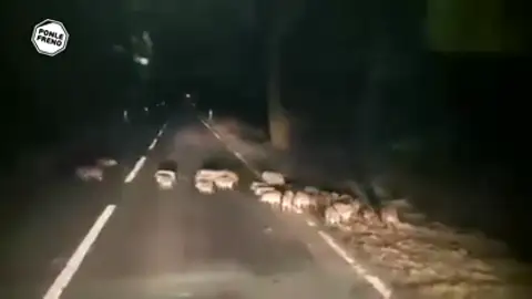 Los accidentes contra animales siguen siendo una gran amenaza para los conductores Los accidentes contra animales siguen siendo una gran amenaza para los conductores