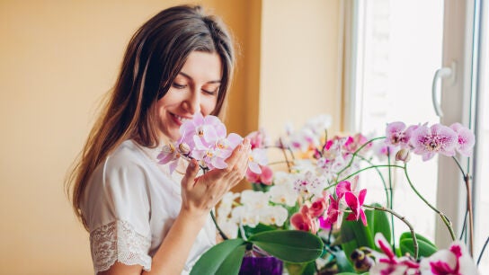 Orqu&iacute;deas