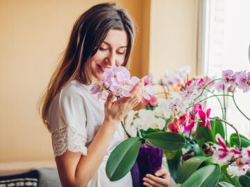 Orqu&iacute;deas