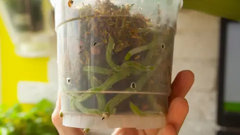 Raíces de orquídea Raíces de orquídea