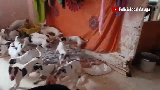Perros piso en Málaga Perros piso en Málaga