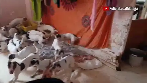 Perros piso en Málaga Perros piso en Málaga