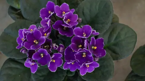 Violetas africanas Violetas africanas