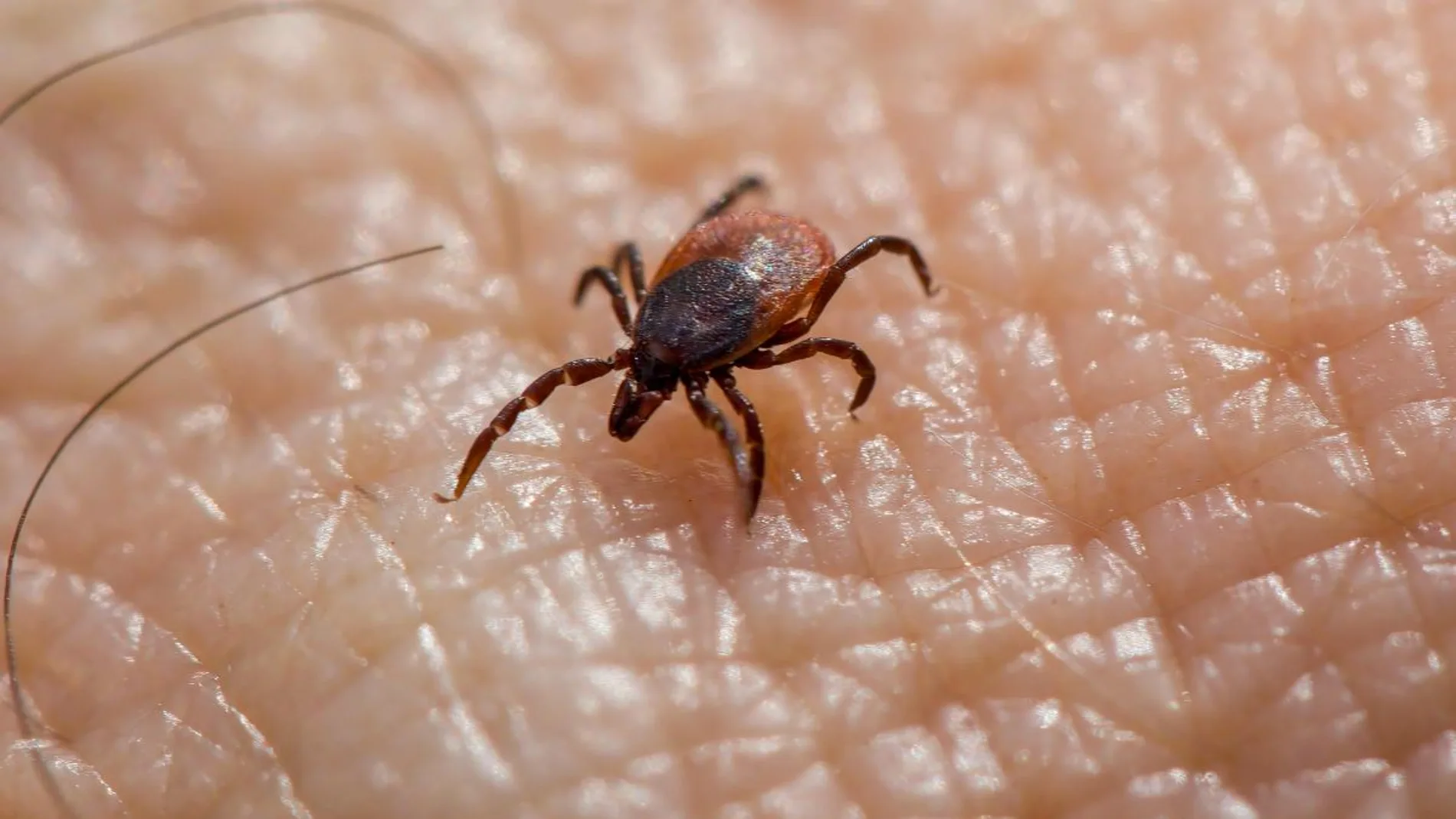 Imagen de archivo de una garrapata Imagen de archivo de una garrapata