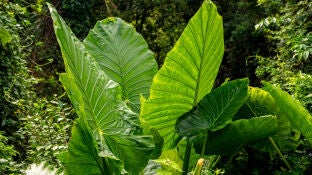 La fotos&iacute;ntesis de las plantas