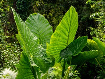 La fotosíntesis de las plantas