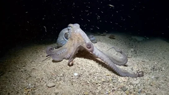 Salvador, el pulpo que sorprende a la ciencia Salvador, el pulpo que sorprende a la ciencia