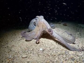 Salvador, el pulpo que sorprende a la ciencia