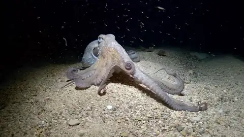 Salvador, el pulpo que sorprende a la ciencia Salvador, el pulpo que sorprende a la ciencia