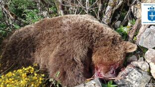 Oso pardo muerto en Cangas del Narcea tras despe&ntilde;arse