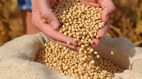 Cultivo de soja Cultivo de soja