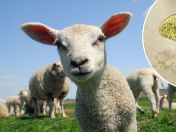 Montaje de ovejas en el campo y un microorganismo visto al microscopio