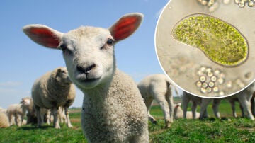 Montaje de ovejas en el campo y un microorganismo visto al microscopio Montaje de ovejas en el campo y un microorganismo visto al microscopio