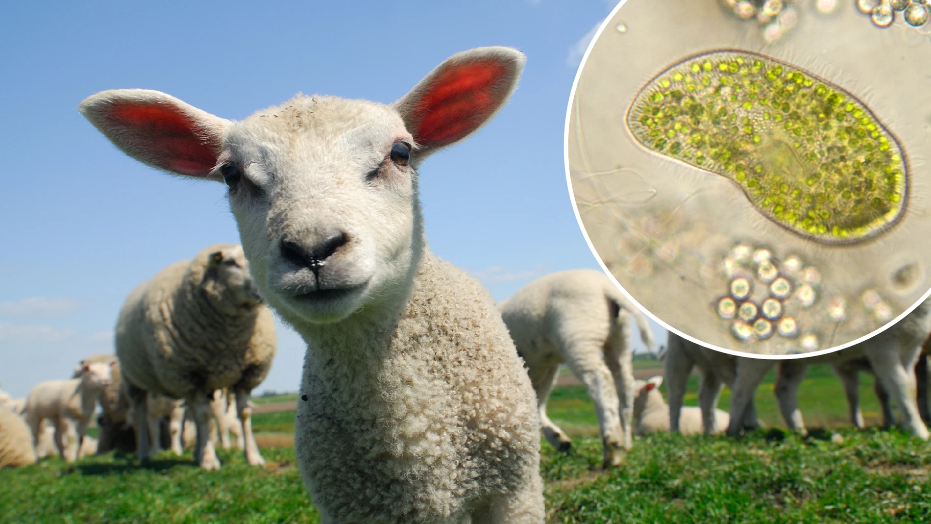 Montaje de ovejas en el campo y un microorganismo visto al microscopio Montaje de ovejas en el campo y un microorganismo visto al microscopio