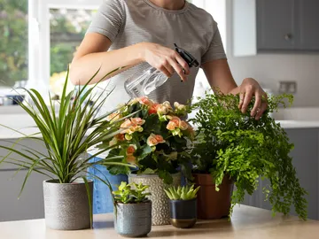 Plantas de interior Plantas de interior