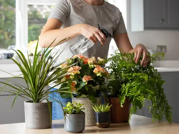 Plantas de interior Plantas de interior