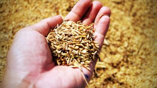 El uso alternativo del arroz 